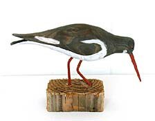 oyster catcher by geoffrey bickley - click for enlargement