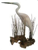 Egret by Geoffrey Bickley - click for enlargement