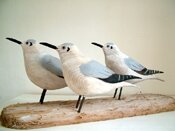 Trio of Little Gulls by Geoffrey Bickley - click for enlargement