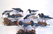 Oystercatchers - Single/Pairs/Trio by Geoffrey Bickley - click for enlargement