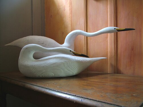 Two Swans Striking & Sitting by Geoffrey Bickley - click for enlargement