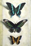 three butterflies by jess allen - click for enlargement