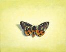 tiger moth by jess allen - click for enlargement